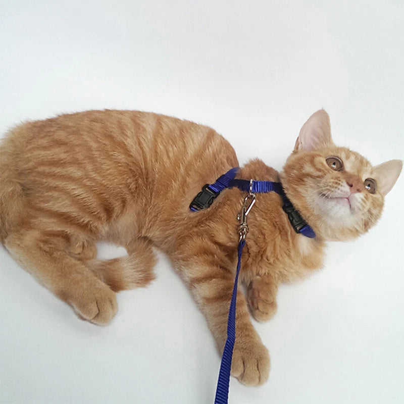 Peitoral Confortável com Guia para Gatos e Cães de Pequeno Porte – Segurança e Estilo em Cada Passeio!