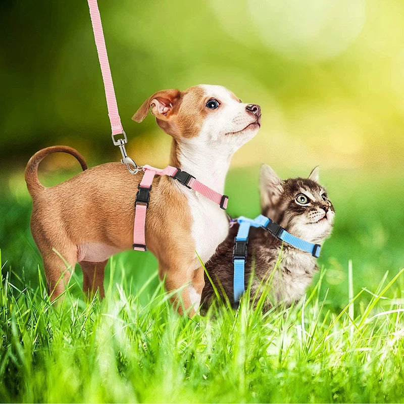 Peitoral Confortável com Guia para Gatos e Cães de Pequeno Porte – Segurança e Estilo em Cada Passeio!