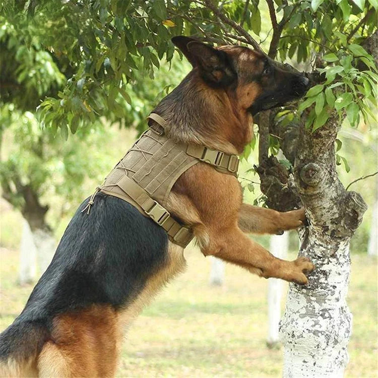 Conjunto Tático Trela e Arnês para Cães de Grande Porte - Design Militar e Resistente